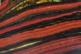 Polished Tiger Iron Stromatolite - ( Billion Years) #75825-1